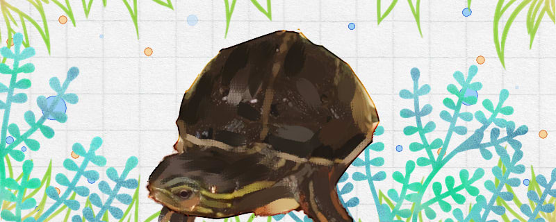 Is Yunnan box turtle good to raise, how to raise?