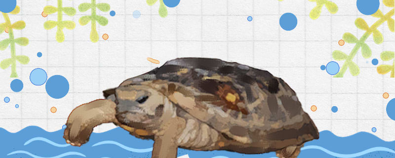 Is the biscuit turtle easy to raise? How?