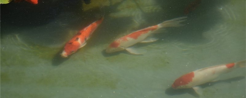 一個缸里有的魚吃不到食咋辦魚不吃食如何解決 狗仔（招財貓)魚苗