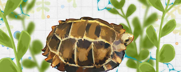 凹甲陆龟能长多大，能活多少年