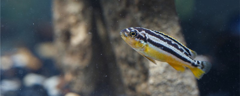 Zebrafish can live for several days without feeding.