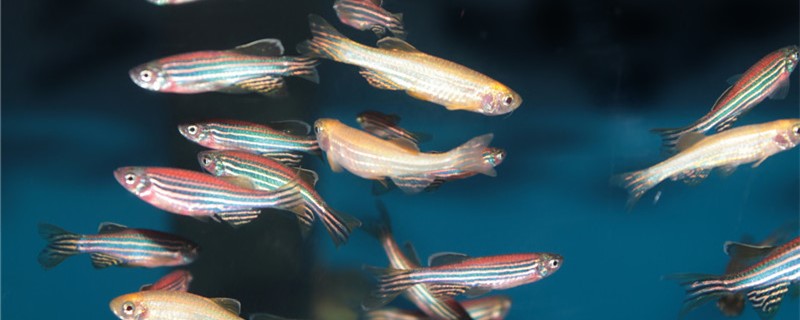 Do you need to add oxygen to raise zebrafish? Should the oxygen pump be on all t