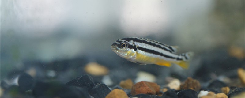 How to see the zebrafish to give birth to small fish, how to raise the small fis