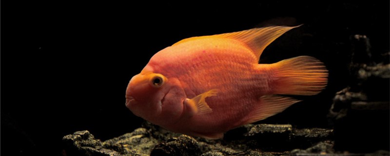 What reason is parrot fish blackens, how to handle?