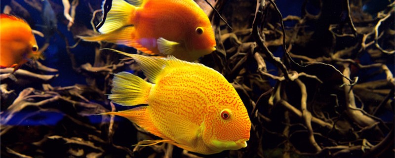 Parrot fish is not red how to return a responsibility, how to handle?