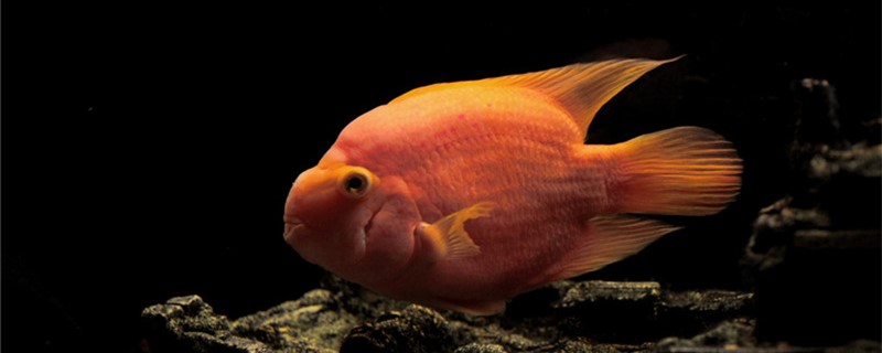 Can parrot fish give birth to small fish? How to give birth to small fish?