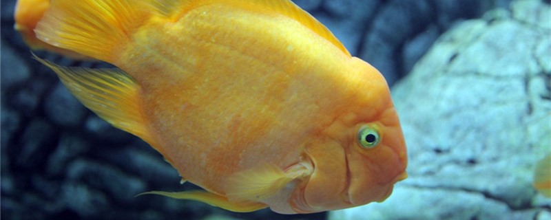 Parrot fish under the seed can hatch a small fish do, a few days after the seed