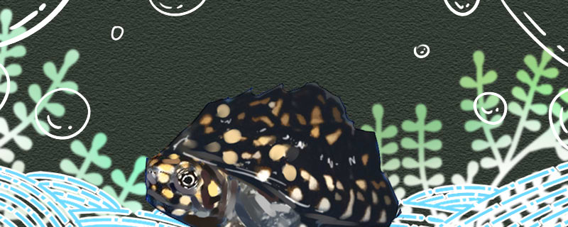 Is the spotted pond turtle easy to raise? Do you need to bask in the sun?