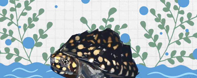 斑点池龟能深水养么，水深多少合适