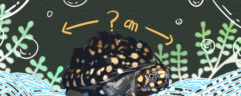 How big can the spotted pond turtle grow and how long can it live