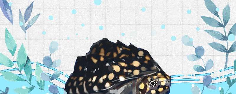 How to raise the spotted pond turtle? Does it need to be heated