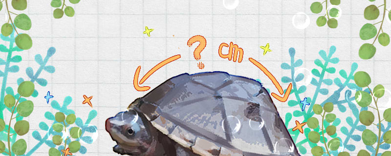 卵亀はどれくらいの大きさになるか、どれくらい生きるか