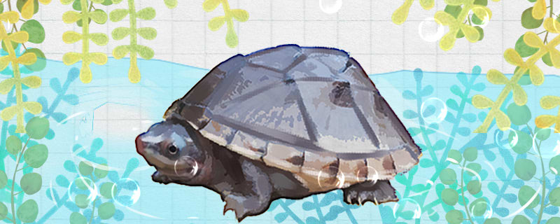 How to raise an egg turtle? Do you need to bask in the sun?