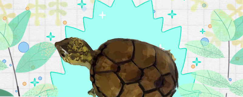 东方泥龟好养吗，怎么养