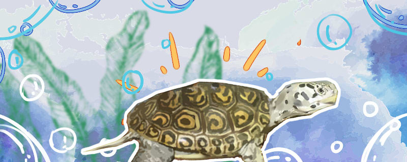 钻纹龟大花和小花区别是什么，能一起养吗