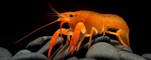 川エビと海エビの違い 海エビ品種紹介 魚百科