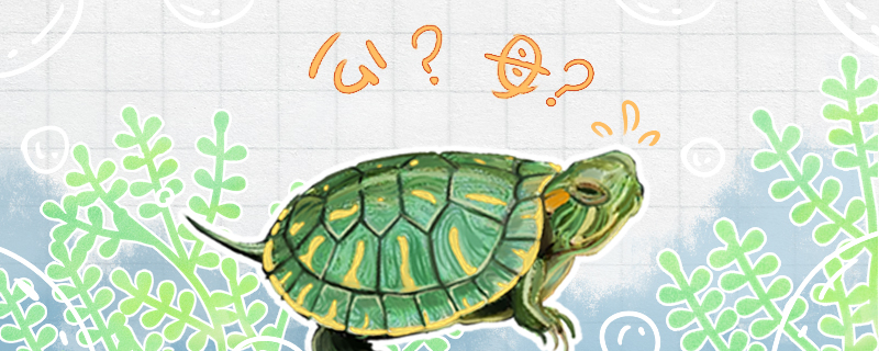 乌龟如何辨别公母乌龟怎么繁殖