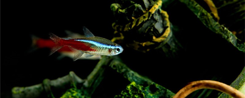 红绿灯鱼为何总烂尾巴，烂尾巴怎么处理