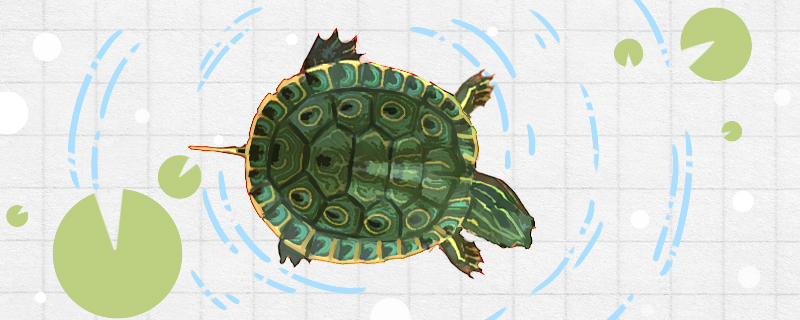 Is the doughnut turtle a deep water turtle? How deep is the water?