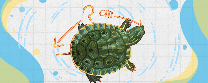 How big can the doughnut turtle grow and how long can it live?