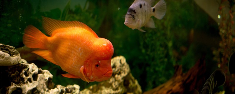 Arhat fish enteritis can heal oneself, how to treat restore quickly?