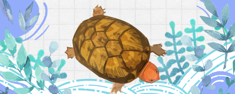 Can red-faced egg turtles be raised in deep water? How much water depth is appro