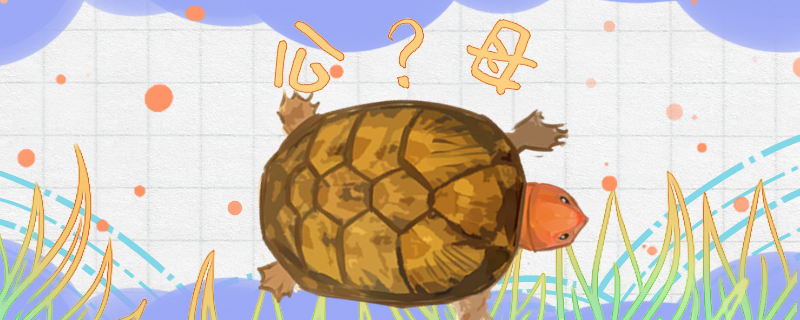 How can red-faced egg turtles be divided into male and female? How old can they