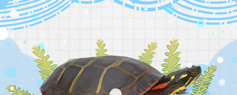 东部锦龟可以深水养吗，水深多少合适