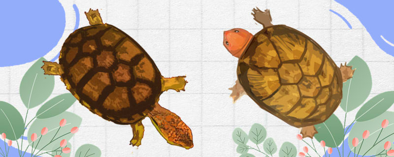 斑纹泥龟和红面蛋龟有什么区别，可以一起养吗