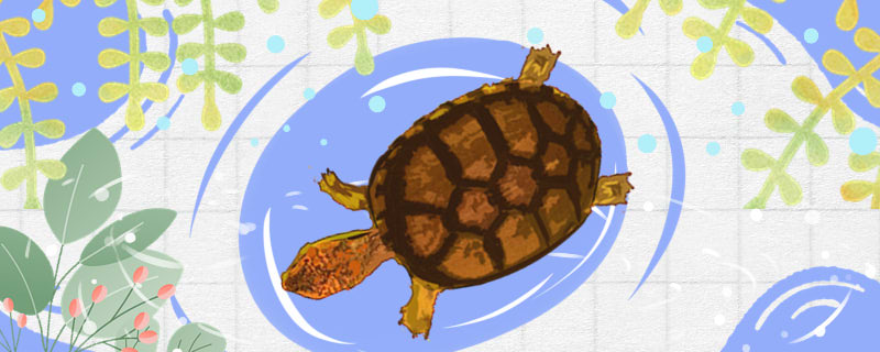 斑纹泥龟可以深水吗，水深多少合适