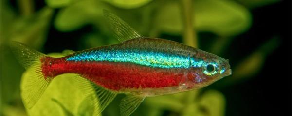 宝莲灯鱼怎么养,养殖时需要注意什么