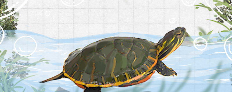 西部锦龟是深水龟吗水深多少合适 鹦鹉鱼