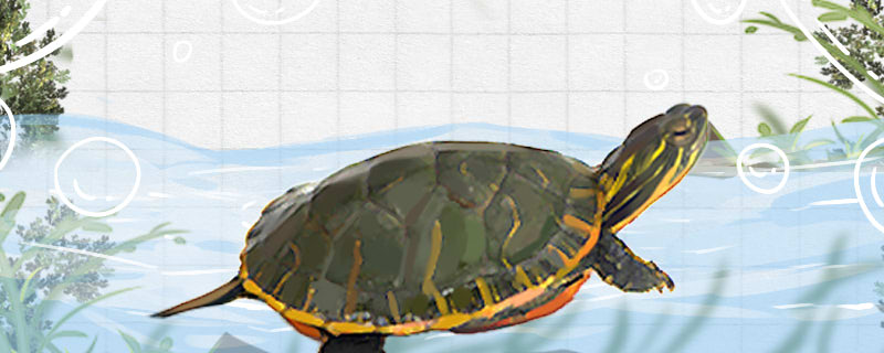 Is the western painted turtle a deep water turtle? How deep is the water?