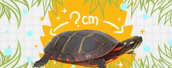 锦龟能长多大，能活多久