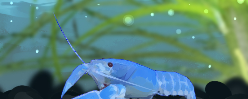 What does the Sky Blue Shrimp eat and how often do you feed it?