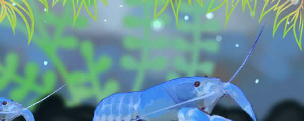 天空蓝魔虾怎么繁殖，多大可以繁殖