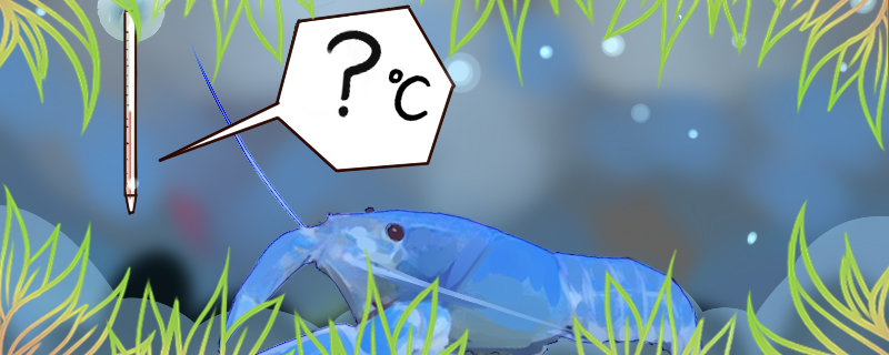 What is the water temperature of the Sky Blue Devil Shrimp? Do you need to heat