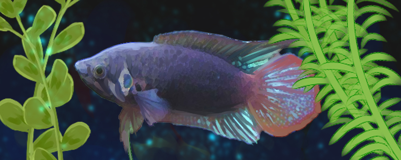 Is round-tailed fighting fish easy to raise? How to raise it?