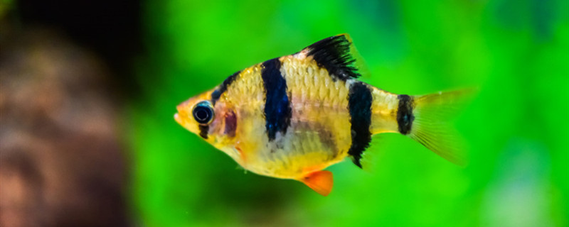 Is there a distinction between male and female fish? How do male and female fish