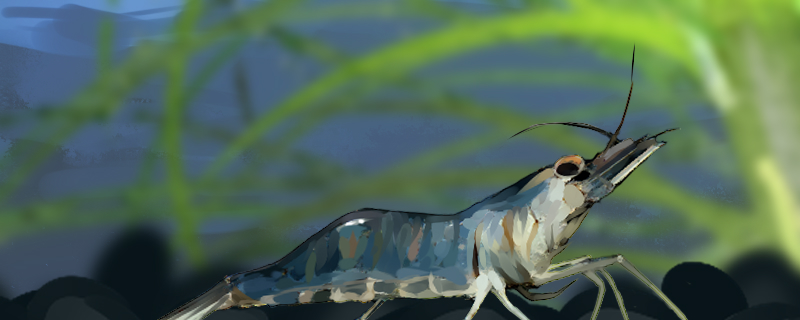 大眼贼虾吃什么，吃水草吗