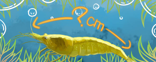 黄金米虾能长多大，能活多久