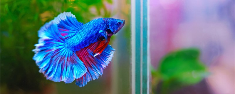 Thai fighting fish eat what food, can eat mealworms?