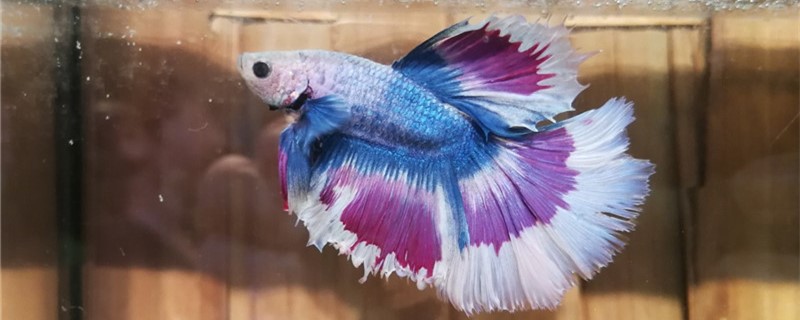 What are the requirements for water quality of Thai fighting fish and what kind