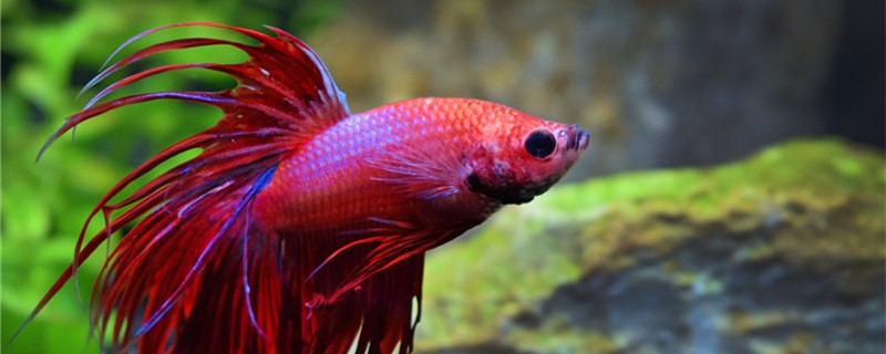 Thailand fighting fish and Chinese fighting fish what is the difference, can be