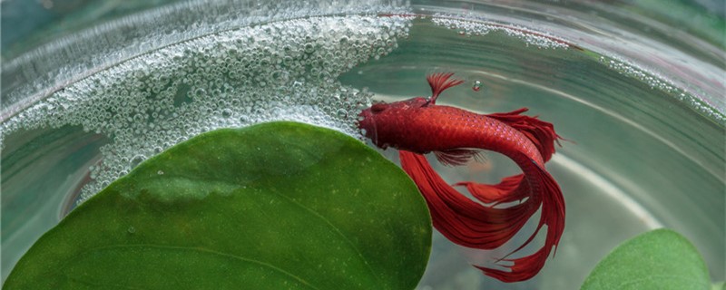 Thai Betta will freeze to death in winter do you need to heat it?