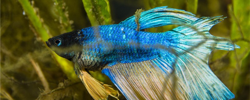 Is Thai fighting fish freshwater fish, can you raise with seawater?