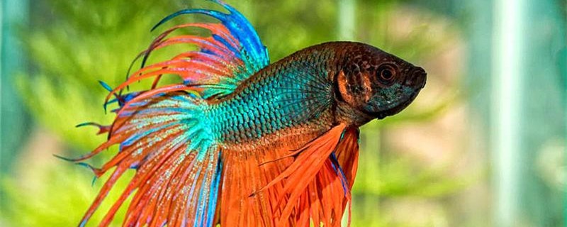 Is the Thai fighting fish a tropical fish? What is the lowest water temperature?