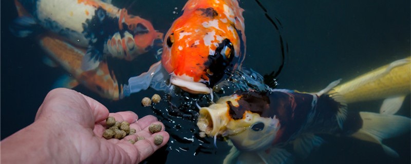 Can Koi be mixed with tropical fish? Can it be mixed with cold water fish?