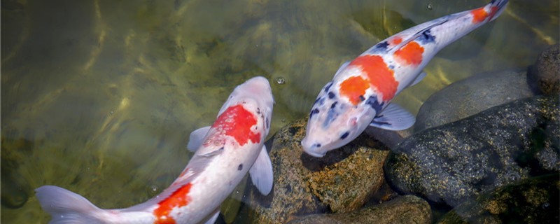 Is Koi a tropical fish? How about the water temperature?