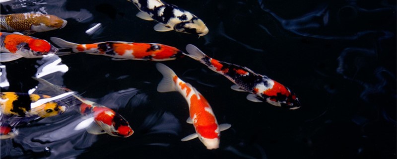 Do koi need to bask in the sun and need aquarium lights?